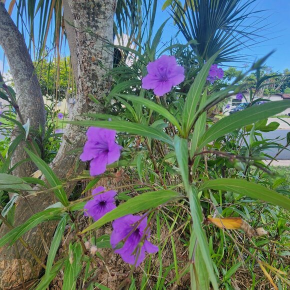 7 Purple Flowering Mexican Petunia (Ruellia simplex) Unrooted Stem Cuttings x 3 - Picture 4 of 6